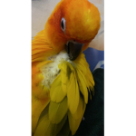 Mango_o