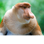 Monke nations