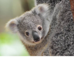 #KoalaQbusSquad