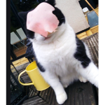 CATS AND HAM SQUAD