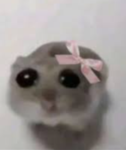 Li'l hamster