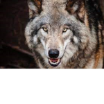 The wolves of The Legends