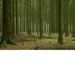 Scary woods