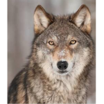 The Wolf's are the best