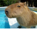 CAPYBARA GANGGG
