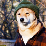 dog hidout