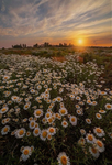 _ Daisies _