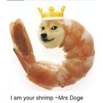 The Doge Project