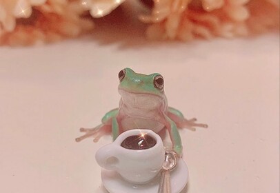 the magical frogs hangout