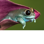 Frogggssssssss