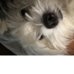 Doggobevibin