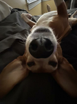 My dog's appreciation club