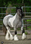 Equine Experts