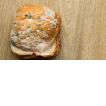 we are the molds