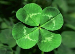 TYM3’s Leprechauns