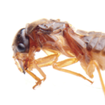 Termite Unity