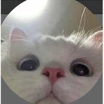 cats_funny
