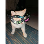 _Im._kitty_
