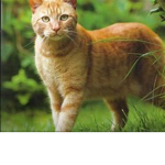 catgamers wild life