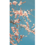 -The Blossoms-