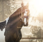 Slushies Equine Clothing
