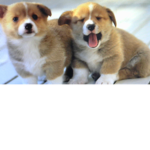 The pup Fans!