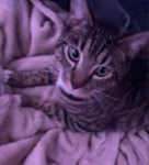 Animals RP