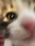 ( >:3 )
