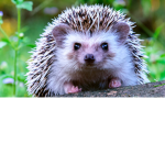 the hedgehog hangout
