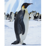 penguin armyyyyy