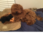 RoPuppies