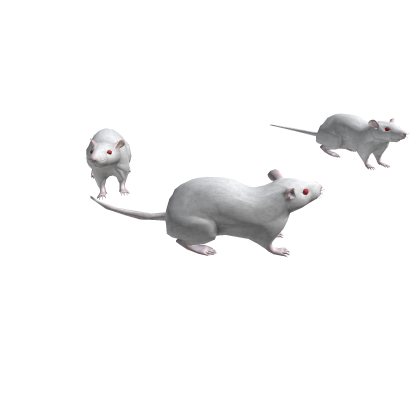 White Albino Rats Around You