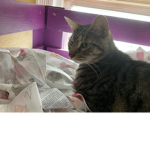 Maddie’s kitten fan group