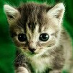 Disco Cat C. fan Group