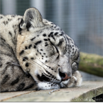 snow leopards are cool