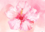 ~Olivia’s flowers ~