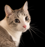 Ya cat army