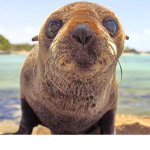 Sea Lions are the best