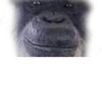 monke cult for monke