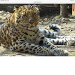 ANIMALS ARE DAT BEST WE ARe THE ANIMALS SAVERS