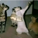 Epic Cat Cult & Games