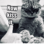 Pass the cat