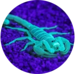 Ultraviolet Scorpions