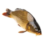 Certified Carps
