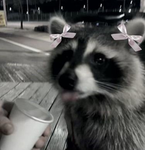 Silly Raccoons