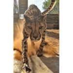 Cheetah cuddles