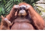 Monkey clubb
