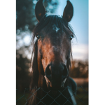 Horses and girls