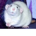 -The Rat Squad-
