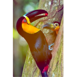 Toucan Samuel